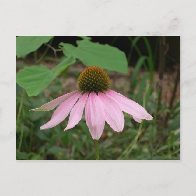 Cone Flower Postcard (Front)