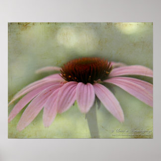 Cone Flower Poster