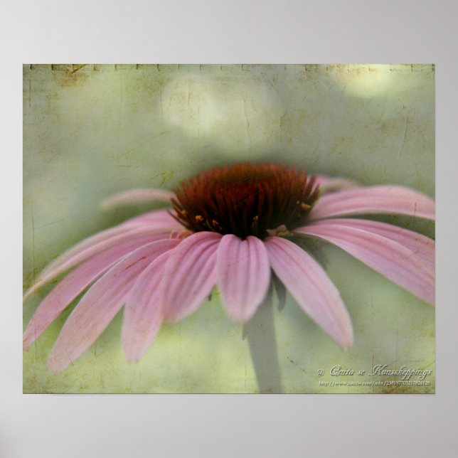 Cone Flower Poster (Front)