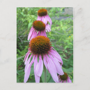 Cone Flower Trio Postcard