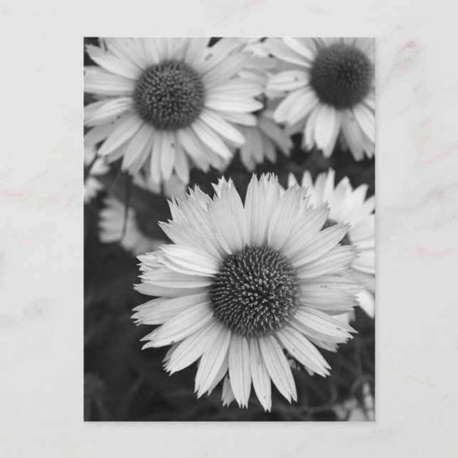 Cone Flowers - Daisy - In Black and White Postcard (Front)