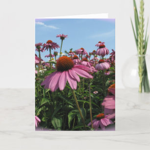 Cone Flowers Greeting Card