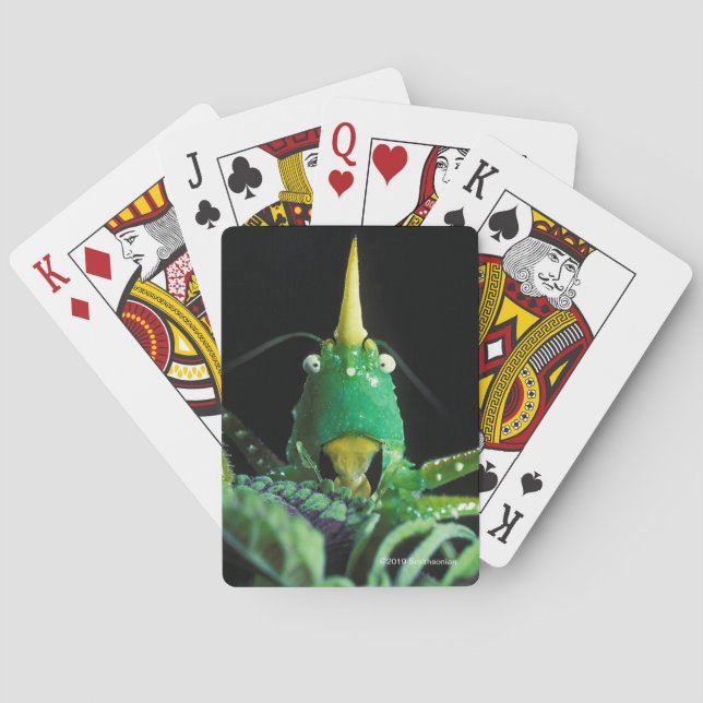 Cone-Headed Grasshopper Playing Cards (Back)