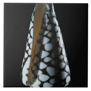 Cone shell 2 ceramic tile