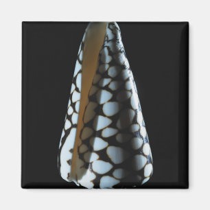 Cone shell 2 magnet