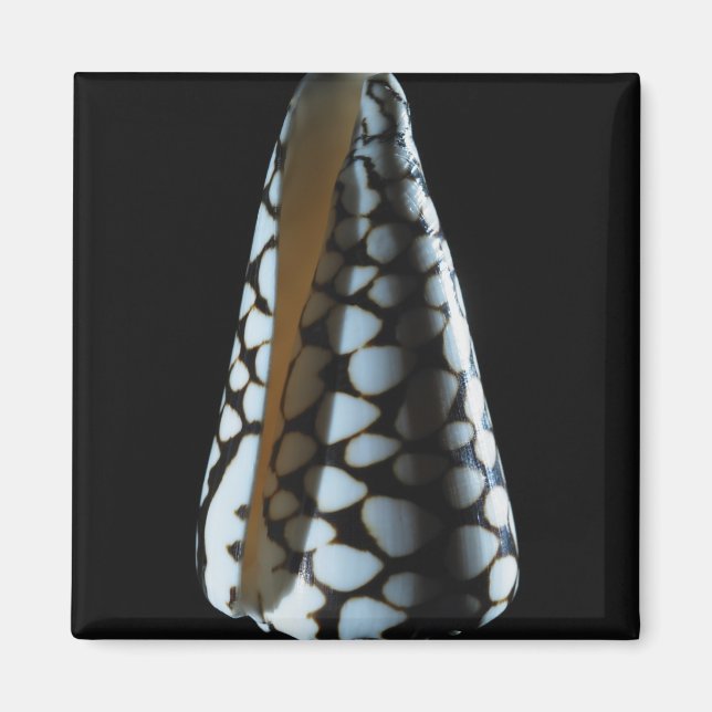 Cone shell 2 magnet (Front)
