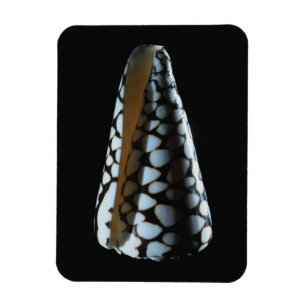 Cone shell 2 magnet