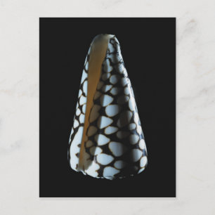 Cone shell 2 postcard