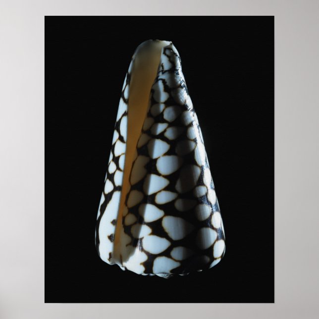 Cone shell 2 poster (Front)