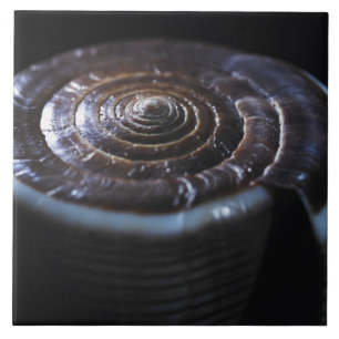 Cone shell ceramic tile