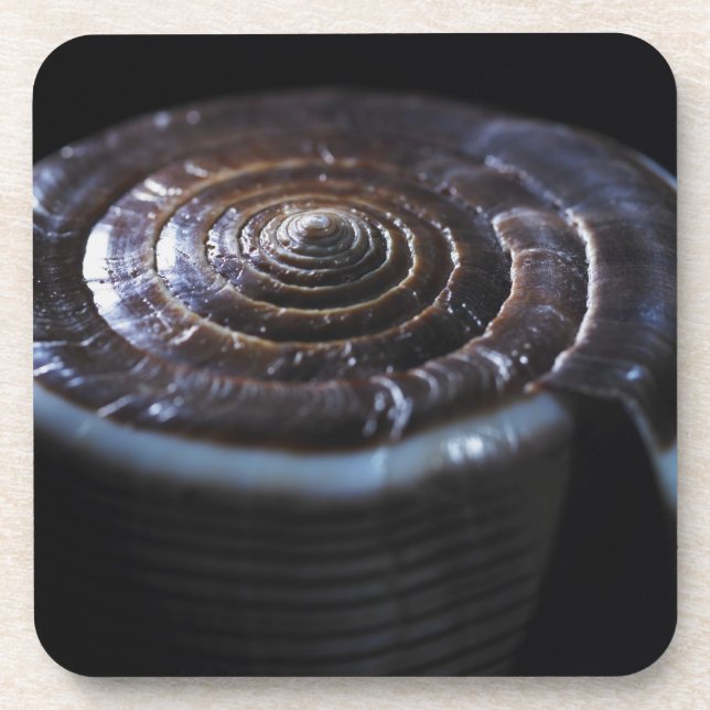 Cone shell coaster (Front)