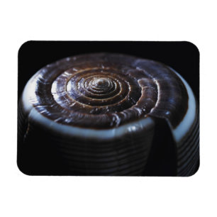 Cone shell magnet