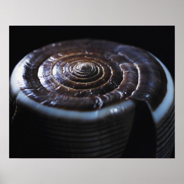 Cone shell poster (Front)