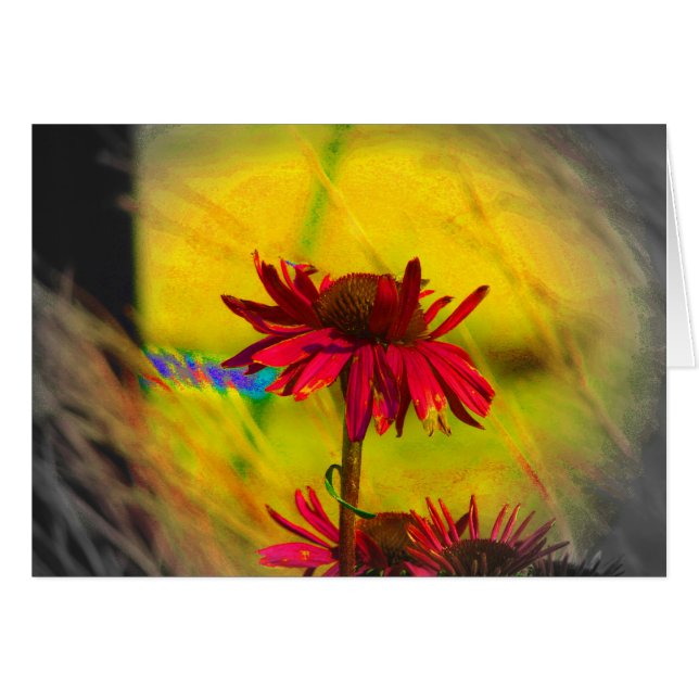 Coneflower Art #2 (Front Horizontal)
