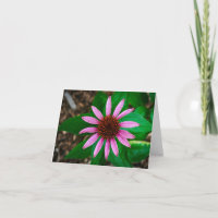 Coneflower Beauty
