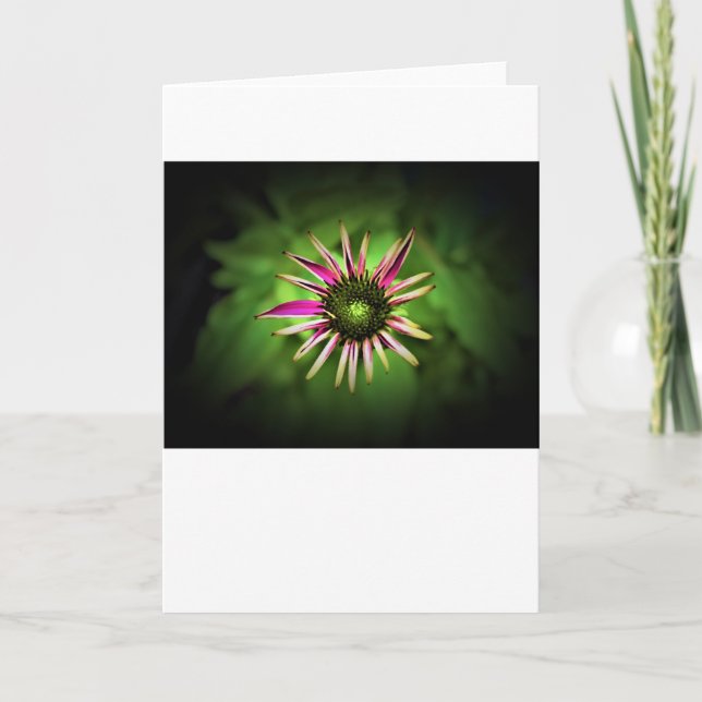 Coneflower, card (Front)