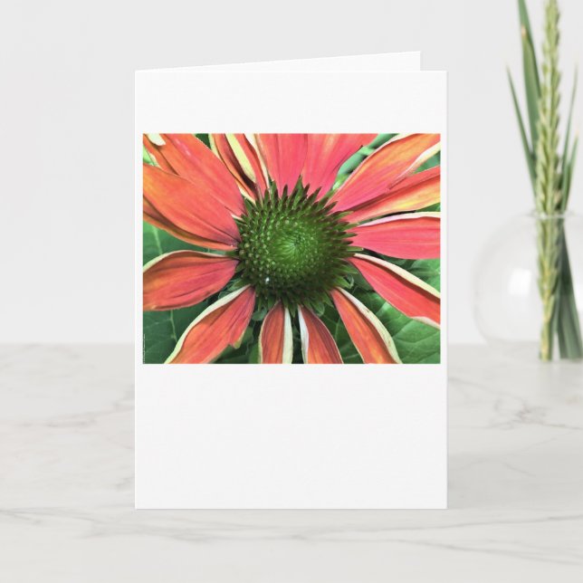 Coneflower, card (Front)