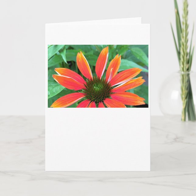 Coneflower, card (Front)