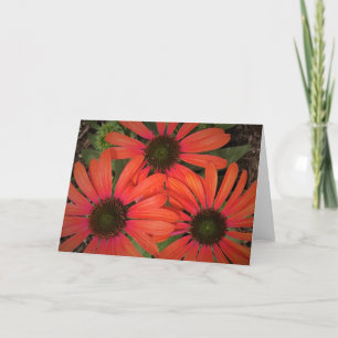 Coneflower, card