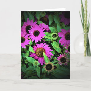 Coneflower, card