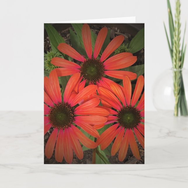 Coneflower, card (Front)