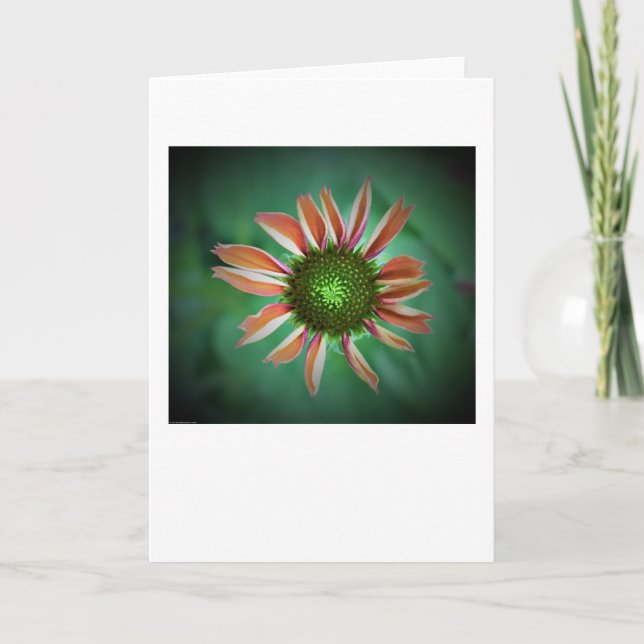Coneflower, card (Front)