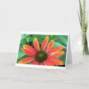 Coneflower, card