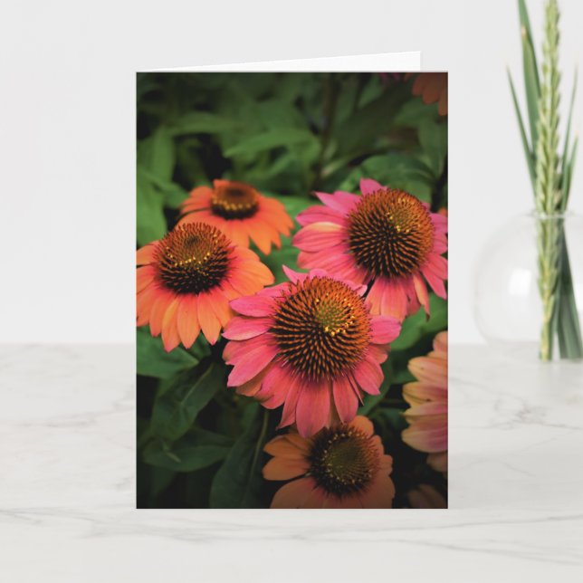 Coneflower, card (Front)
