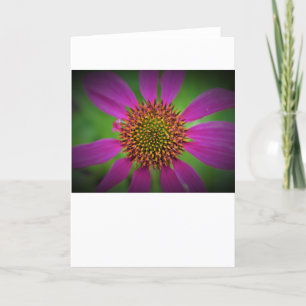 Coneflower, card