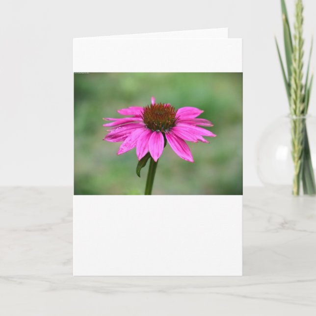 Coneflower, Card (Front)