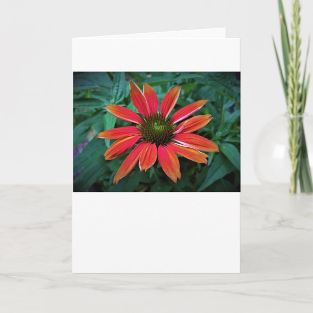 Coneflower, card (Front)
