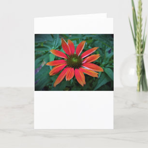 Coneflower, card