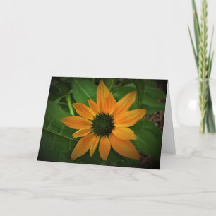 Coneflower, card