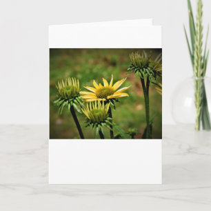 Coneflower, card