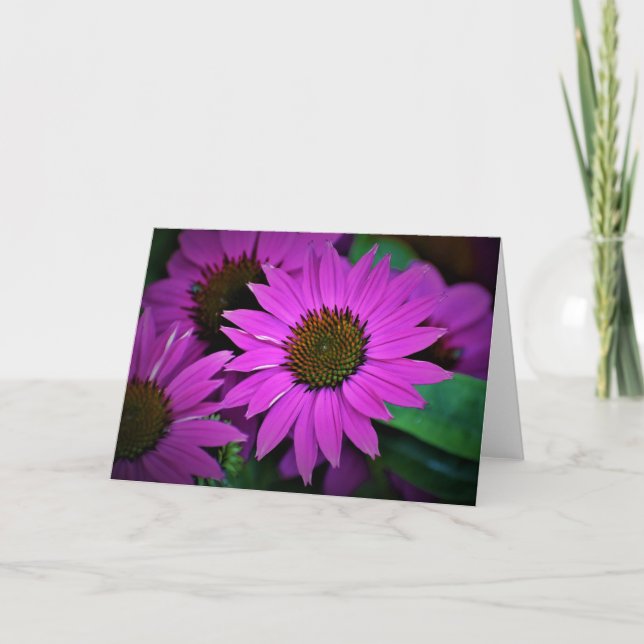 Coneflower, card (Front)