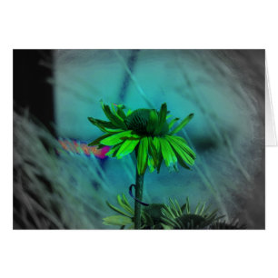 Coneflower Changes