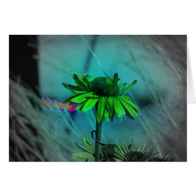 Coneflower Changes (Front Horizontal)