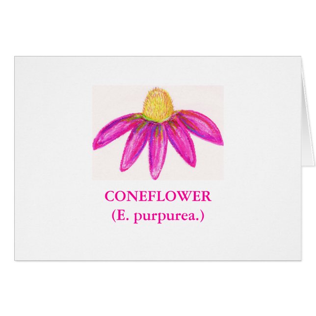 CONEFLOWER(E. purpurea.) (Front Horizontal)