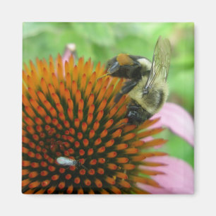 Coneflower & Eastern Carpenter Bee Items Magnet
