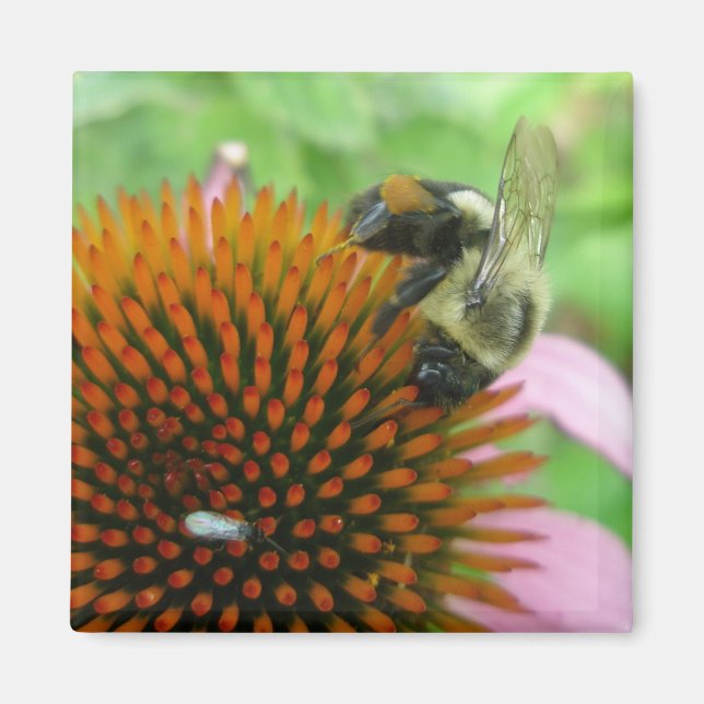 Coneflower & Eastern Carpenter Bee Items Magnet (Front)