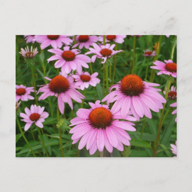 Coneflower fields postcard (Front)