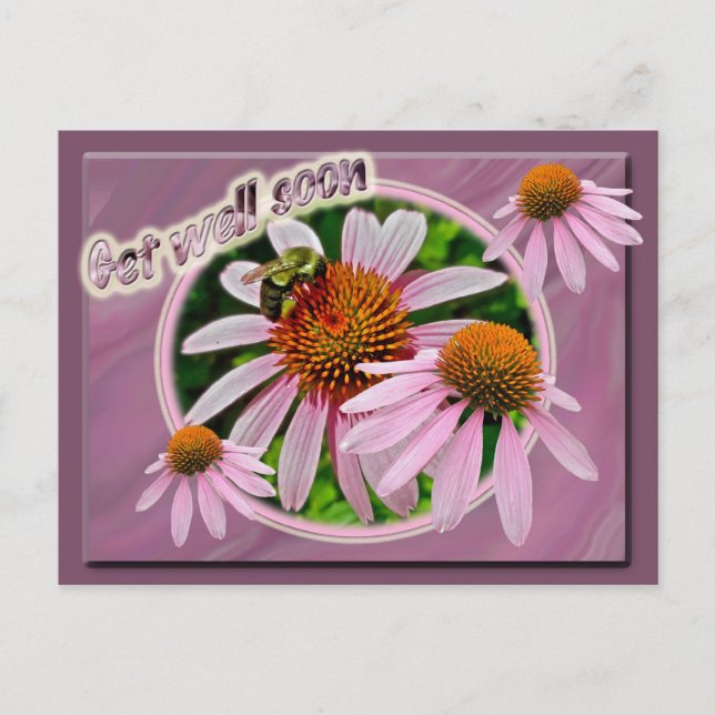 Coneflower Get Well Soon Postcard (Front)