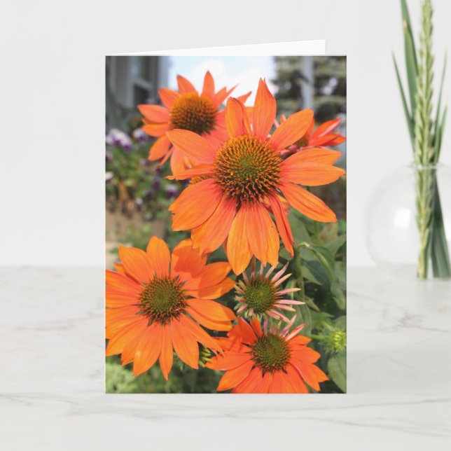 Coneflower greeting card (Front)