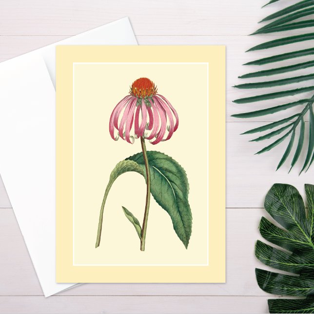 Coneflower Illustration Blank Card (Creator Uploaded)