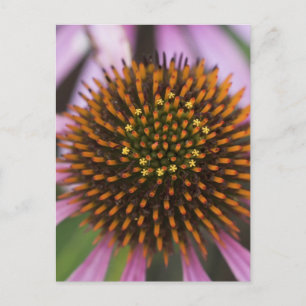 Coneflower Photo Postcards