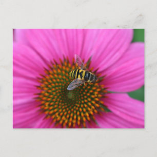 Coneflower postcard