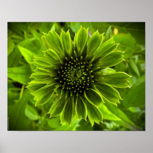 Coneflower, Poster