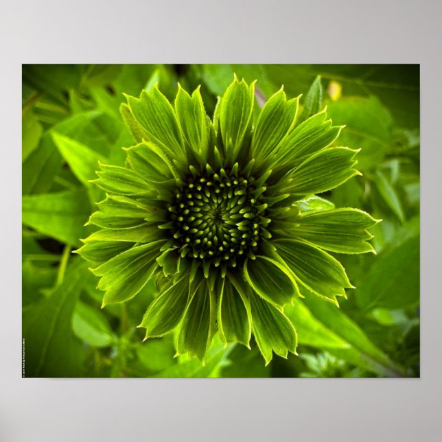 Coneflower, Poster (Front)