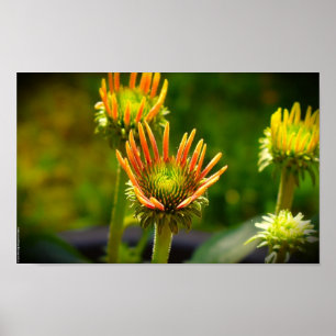 Coneflower, Poster