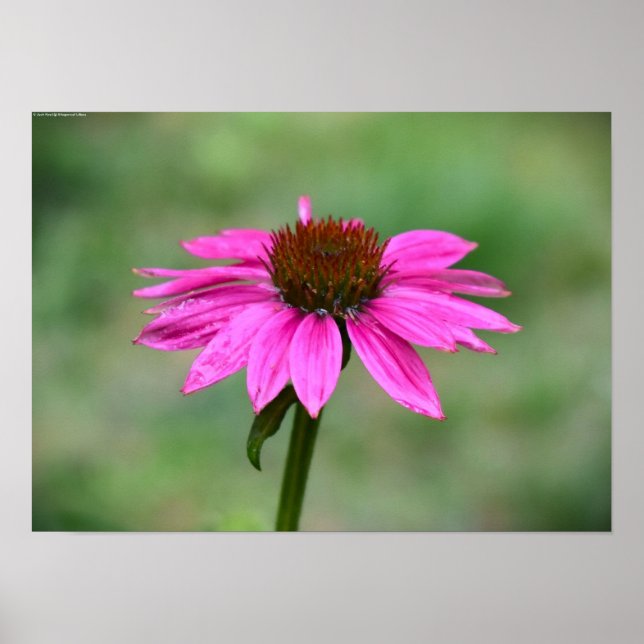 Coneflower, Poster (Front)